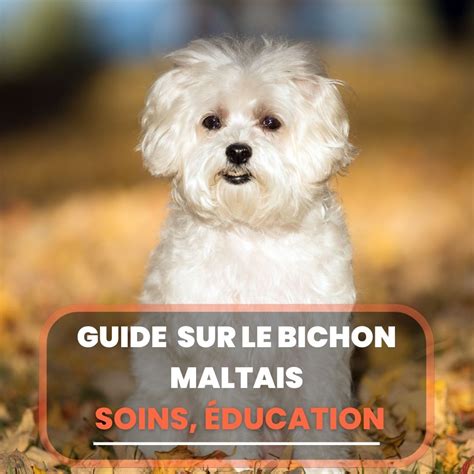 bichon maltais éducation.